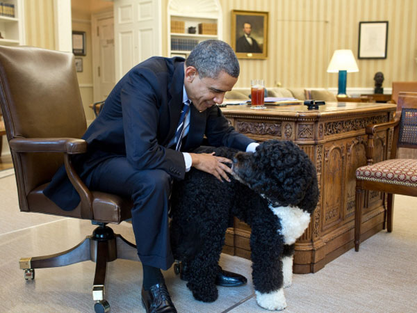 Барак Обама со своей собакой Бо