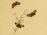 Иллюстрация из атласа насекомых Индии, 1800 г.