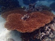 Кораллы с водорослями Symbiodinium thermophilum на них