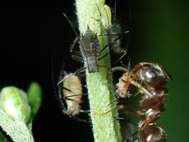 Зеленые (три сверху) и красные тли и муравей