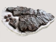 Ископаемые останки Desmatochelys padillai