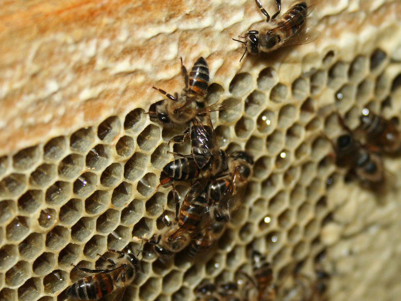 Капские медоносные пчелы (Apis mellifera capensis)