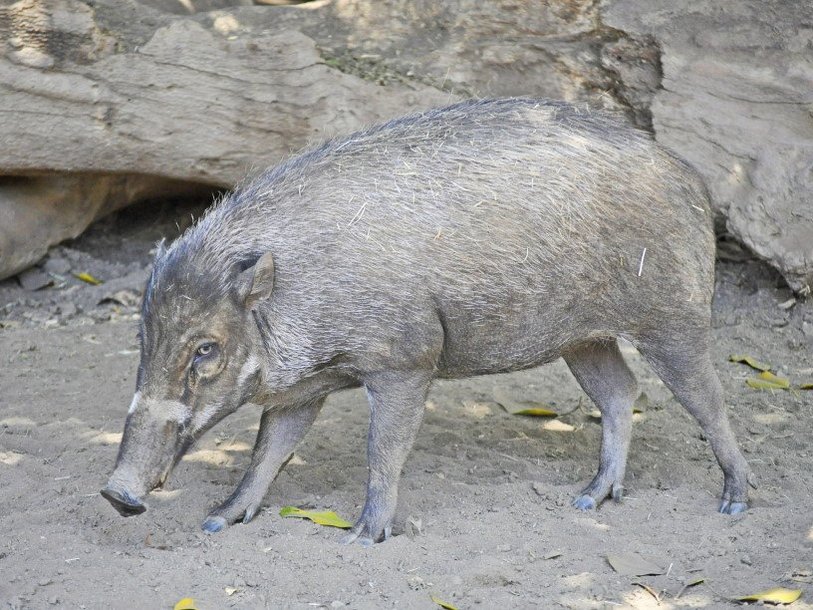 Висайская бородавчатая свинья (Sus cebifrons)