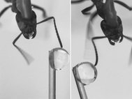 Ученые прикасались к правой, левой или обеим антеннам муравья капелькой сахарного раствора