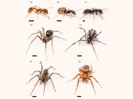 Рабочие муравьи видов Myrmica rubra (a), Lasius niger (b) and Camponotus modoc (c) и самки пауков Steatoda grossa (d), Latrodectus hesperus (e), Eratigena agrestis (f) and Araneus diadematus (g), которые участвовали в эксперименте