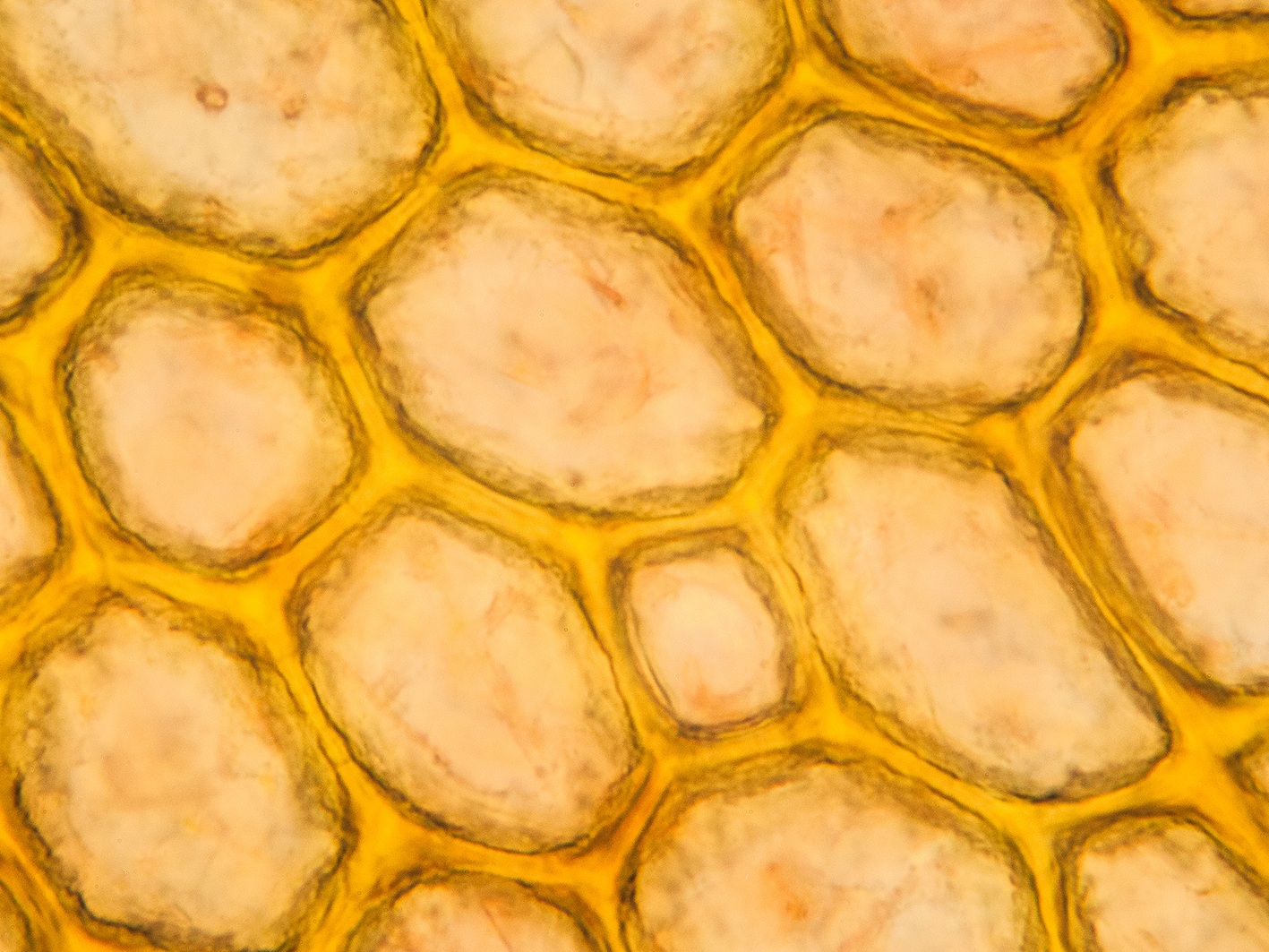 Клетки мякоти мандарин под микроскопом