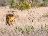 Самцы львов предпочитают нападать из засады