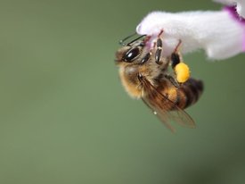 Следователи возбудили дело из-за массовой гибели пчел в Орловской области