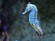 Обыкновенный морской конек (Hippocampus kuda)