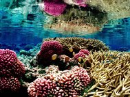 Коралловый риф у атолла Пальмира. Фото: Jim Maragos/U.S. Fish and Wildlife Service