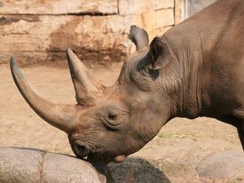 В Намибии отпилят рога всем носорогам