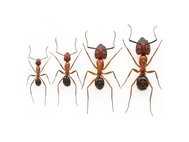 Флоридские муравьи-древоточцы