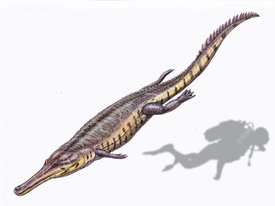 Палеонтологи нашли древнего крокодила в тунисской пустыне