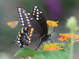 У бабочки обнаружено удивительно развитое цветовое зрение
