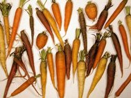 Морковь - источник антиоксиданта бета-каротина