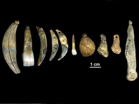 Украшения неандертальцев, или Что может палеопротеомика