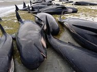 Черные дельфины на берегу в Новой Зеландии