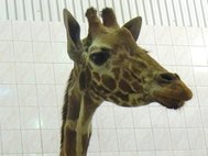 Самка жирафа Луга