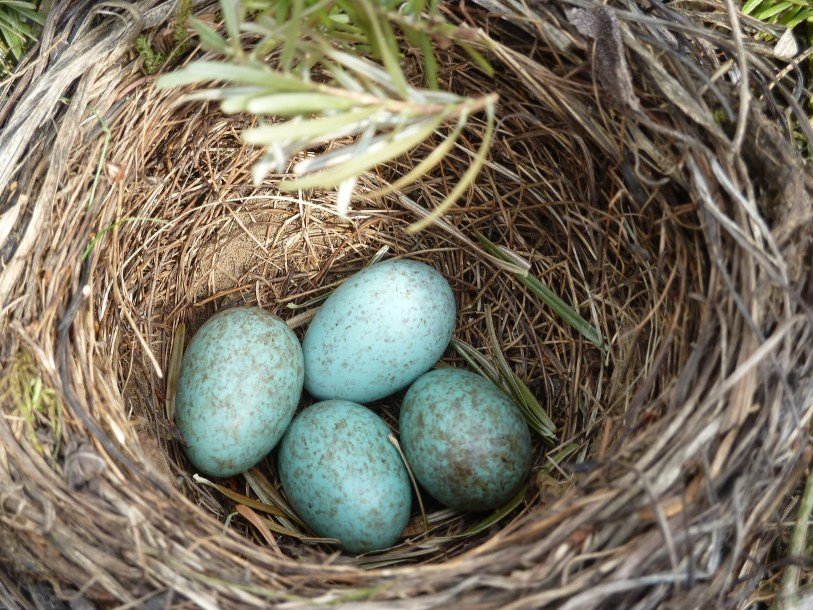 Яйца Птиц Фото