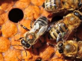 Атаку на врага пчел повели генетики