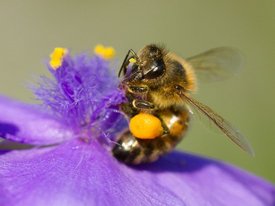 Пчелы научат роботов-опылителей переносить пыльцу