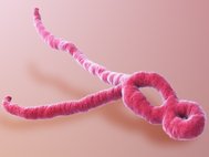 Компьютерная модель вируса Эбола