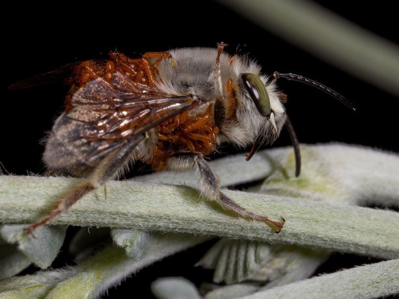 Жук майка личинка на пчеле фото