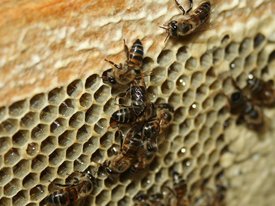 Мутация в одном гене позволяет рабочим пчелам Южной Африки размножаться