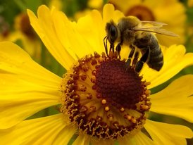 На 47 пасеках в Ростовской области погибли пчелы