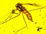 Комар вида Priscoculex burmanicus в янтаре