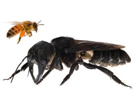 В поисках гигантской пчелы