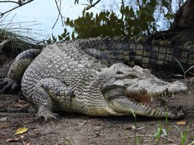 Способность австралийских крокодилов доплыть до Тимора проверяют генетики