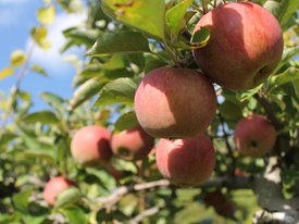 Ученые ищут причины гибели яблонь в Северной Америке