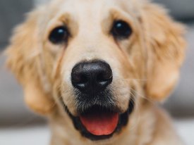 Собаки способны по запаху предсказать приступ эпилепсии