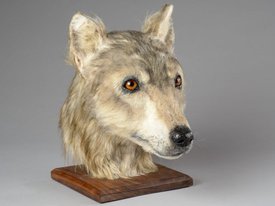 Облик жившей 4500 лет назад собаки восстановлен по черепу