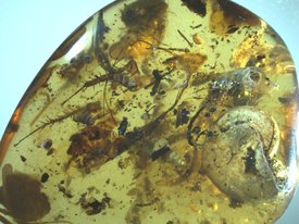 В образце бирманского янтаря обнаружены морские животные