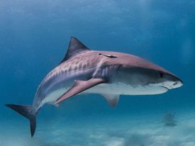 Тигровые акулы Мексиканского залива закусывают перелетными птицами