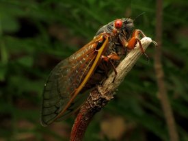 Паразитический гриб принуждает цикад к безудержным спариваниям