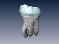 3D-модель зуба денисовца из Байшия
