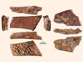 Царапины на найденных в Китае костях приписывают денисовцам