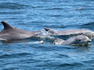 Дельфины в Потомаке