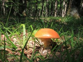 Таинственная жизнь грибов