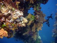 Кораллы на мачте затонувшего корабля в Микронезии