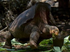 Любвеобильный самец черепахи помог спасти свой вид от вымирания