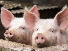 В Германии хотят клонировать свиней для получения донорских сердец