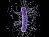 Бактерия Clostridioides difficile