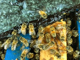 Медоносных пчел рекомендуют подкармливать цианобактериями