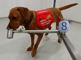В Великобритании хотят обучить собак выявлять коронавирусную инфекцию