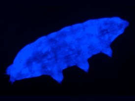 Флуоресценция помогает тихоходкам переносить смертельный уровень ультрафиолетового излучения