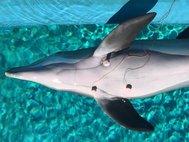 Дельфин с датчиками электрокардиограммы